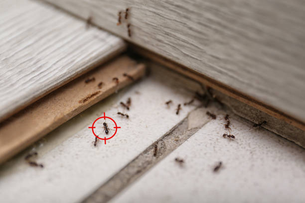 Pest Control Cost in Oakwood, GA
